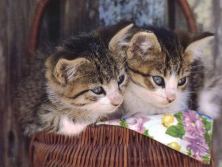 ils sont super mimis !!